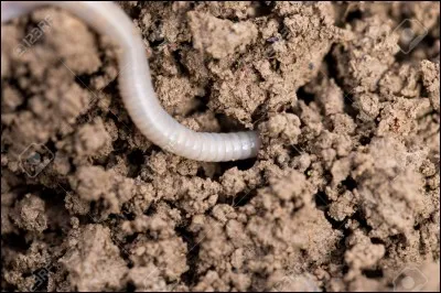 C'est quand il pleut que je mets le nez dehors, mais je dois faire attention, car il m'attend !