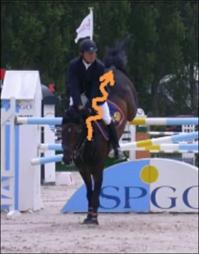 Le saut d'obstacles est-il bien pour les chevaux ?