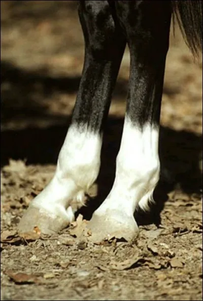 Comment appelle-t-on ces tâches blanches au-dessus des sabots ?