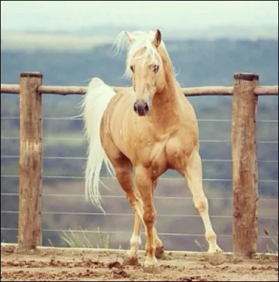 Quelle est la robe de ce cheval ?