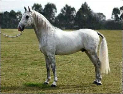 Quelle est la race de ce cheval ?