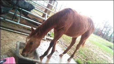 Les chevaux doivent...