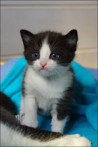 De qui Plume Fauve porte-t-elle les petits ?