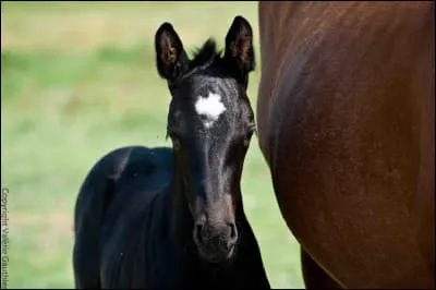 Comment appelle-t-on le petit du cheval ?