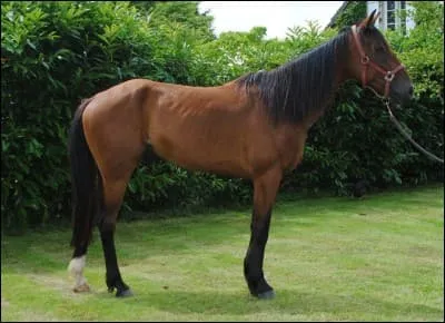 Qu'est-ce qu'un hongre ?