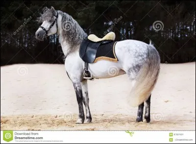 Quelle est cette race ?