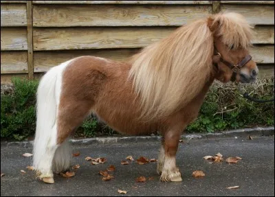 De quelle race s'agit-il ?