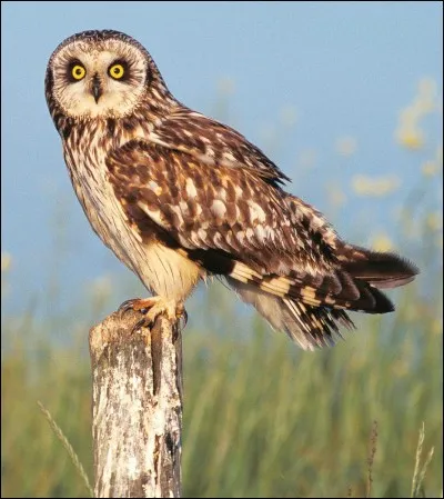 Enfin, si tu étais un hibou que ferais-tu ?