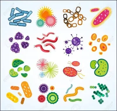 Laquelle des bactéries suivantes est résistante à l'optochine ?