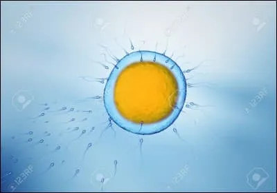 Quelle est la plus grosse cellule du corps humain ?