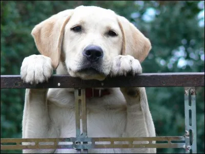 Où mettons-nous les chiens quand ils ont été abandonnés ?