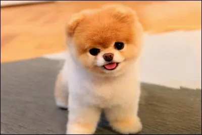 Quel chien a vraiment été connu pour son beau poil ?