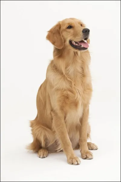 De quelle couleur est le golden retriever en général ?