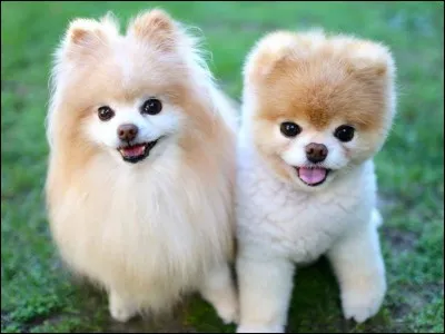 Si tu regardes les photos de Boo le chien, que remarques-tu ?