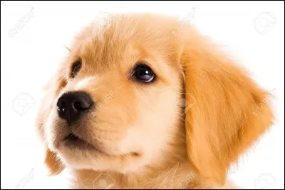 Que veux dire golden