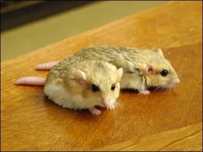 Pachyuromys duprasi est :