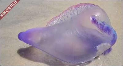 Voici une vessie de mer ! Eh oui ! Mais à quoi lui sert cette sorte de "vessie" que l'on voit ici ?