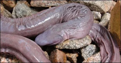 Qu'est-ce que c'est que cet animal ?