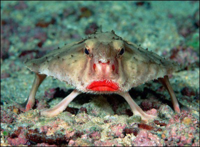Oh mon Dieu ! Mais qu'est-ce que c'est que ça ? C'est un red-lipped batfish alias :