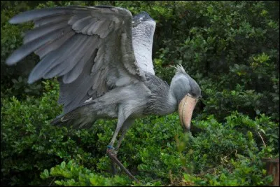 Quelle envergure peut atteindre cet oiseau, le bec-en-sabot du Nil ?