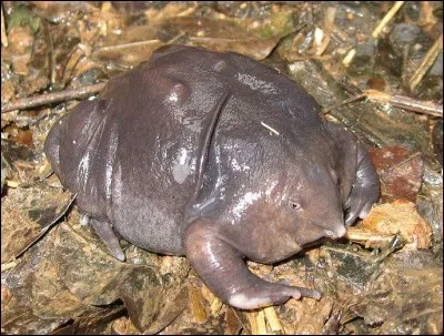 Où vit la grenouille violette d'Inde la plupart du temps ?