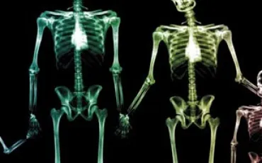 Quiz Anatomie