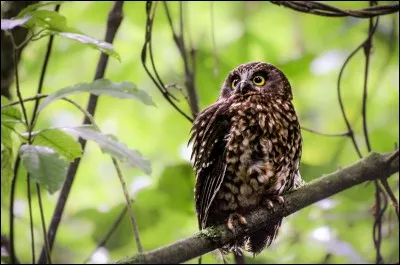 La nuit dans la brousse de Nouvelle-Zélande vous pouvez entendre l'appel "boubouk, boubouk" de la ninoxe boubouk. Quel est son nom en maori ?