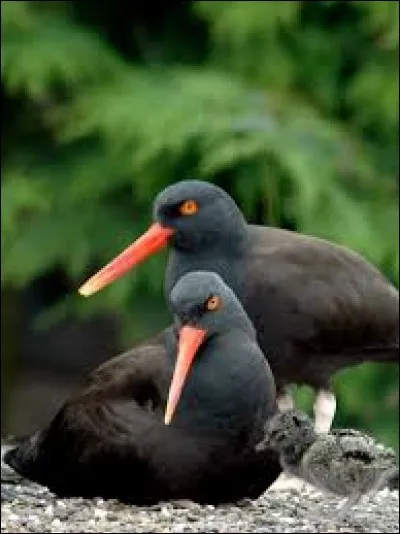 Quel oiseau est une espèce menacée ?