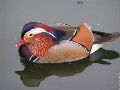 Comment appelle-t-on le mâle du canard ?