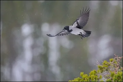 Quel est cet oiseau d'environ 50 cm de hauteur, grisâtre avec un capuchon noir et ailes noires, au nom scientifique de corvus cornix ?