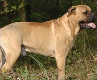 Comment le nouveau chien de la famille s'appelle-t-il ?