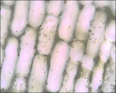 Je suis un désinfectant, un antiseptique, un produit de contraste. Je mets en évidence la présence d'amidon. J'ai pour autre nom "solution de lugol". Je suis...