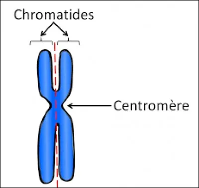 Combien de paires de chromosomes possède un être humain ?