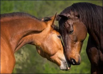 Le cheval s'entend-il bien avec ses compagnons ?