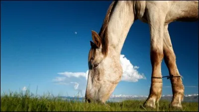 Le cheval est ...