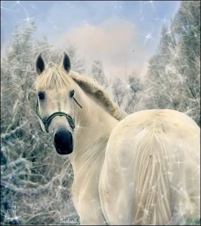 Comment est le nom scientifique du cheval ?