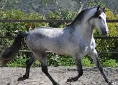 A quelle espèce appartient-il ?