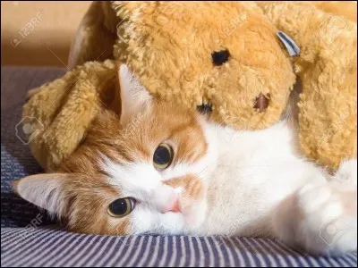 Dans quel type d'habitation vis-tu?