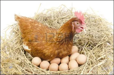 À partir de quel âge pondent les poules ?