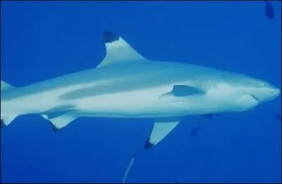 Quel est ce requin ?