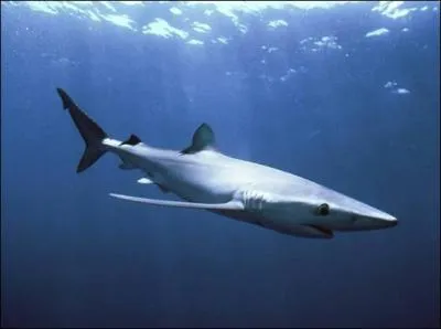 Quel est ce requin ?