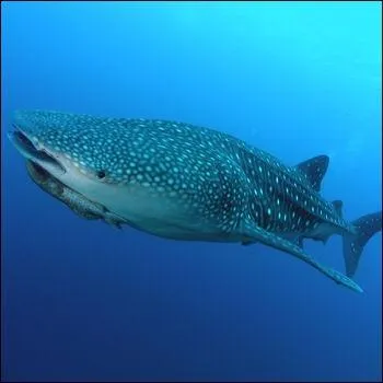 Quel est ce requin ?