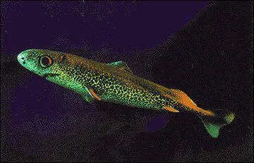 Quel est ce requin ?