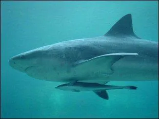 Quel est ce requin ?