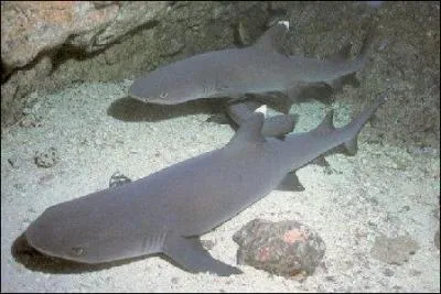 Quel est ce requin ?