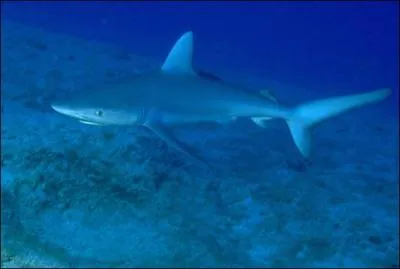 Quel est ce requin ?