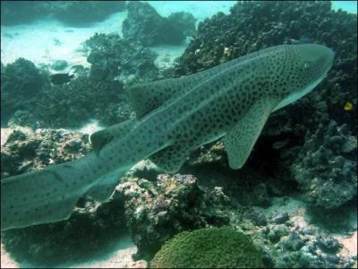 Quel est ce requin ?