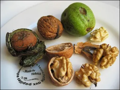 Quel nom, emprunté à une partie du bas du corps, porte le zeste de chaque quartier du cerneau d'une noix séparé de l'autre ?