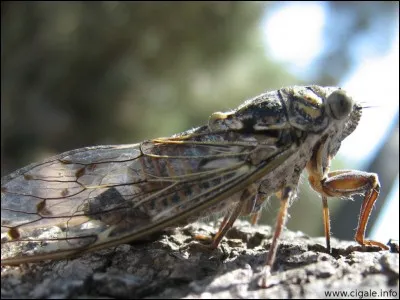 Quel son la cigale émet-elle ?
