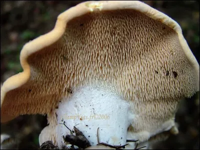 À quel animal, le champignon en illustration, a-t-il emprunté son nom ?